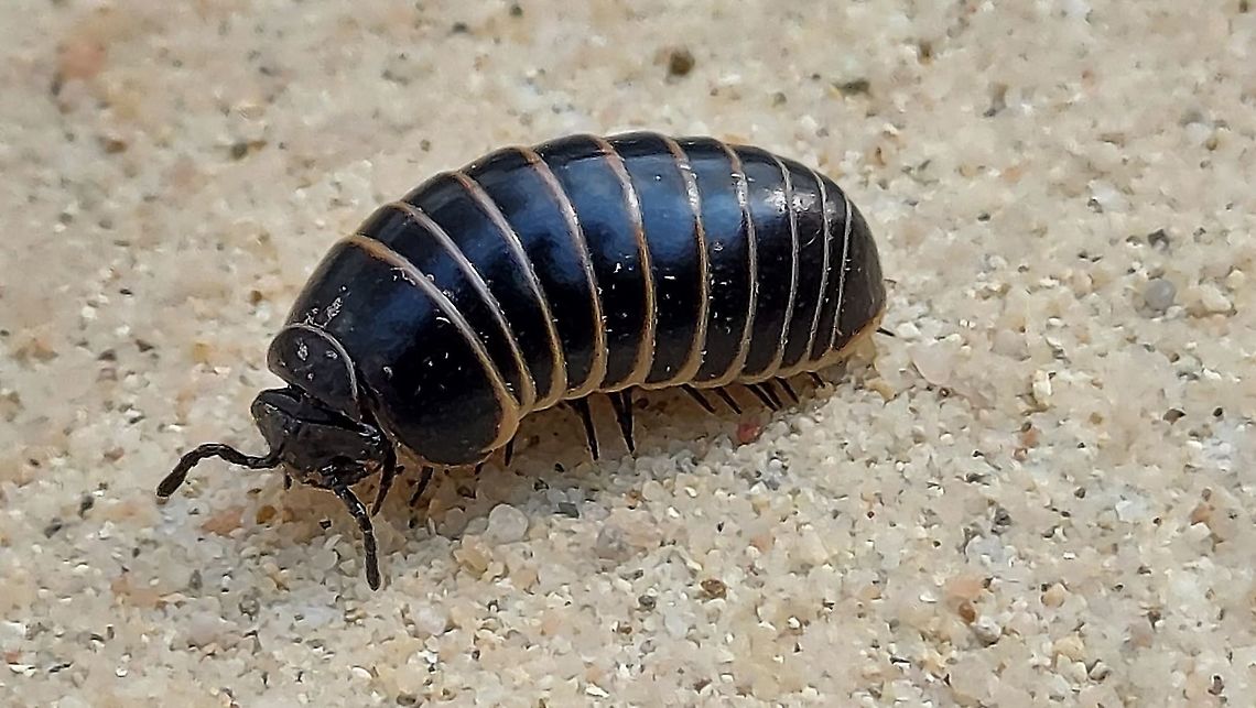 the Dutch name for this species is, 'zwarte kogel' Black bullit. Found this one under a rock in Simpelveld the Netherlands 15-4-2021 Geotagged,Glomeris marginata,Netherlands