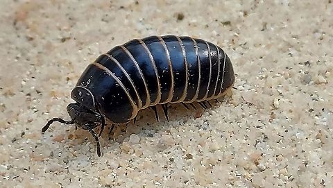 the Dutch name for this species is, 'zwarte kogel' Black bullit. Found this one under a rock in Simpelveld the Netherlands 15-4-2021 Geotagged,Glomeris marginata,Netherlands