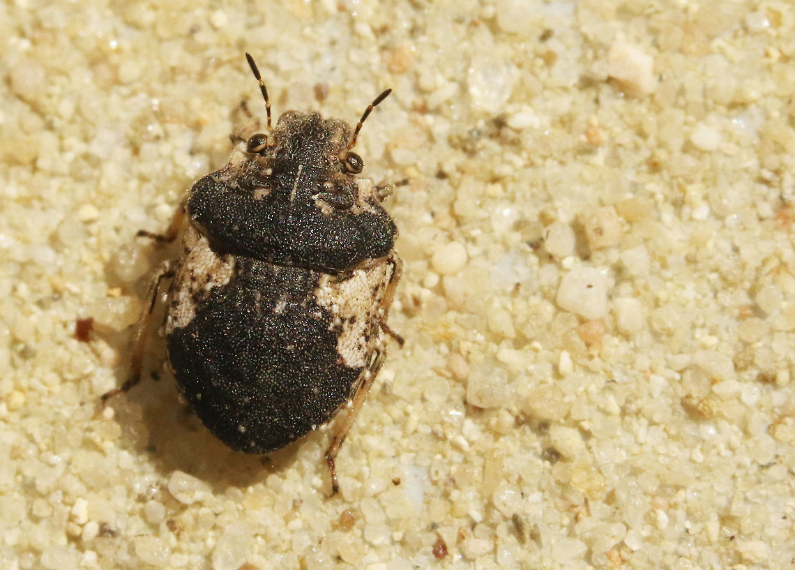 Another rare species From a fb-friend who exchange rarities with me, captured in the dunes in the Netherlands Geotagged,Netherlands,Phimodera humeralis,Spring