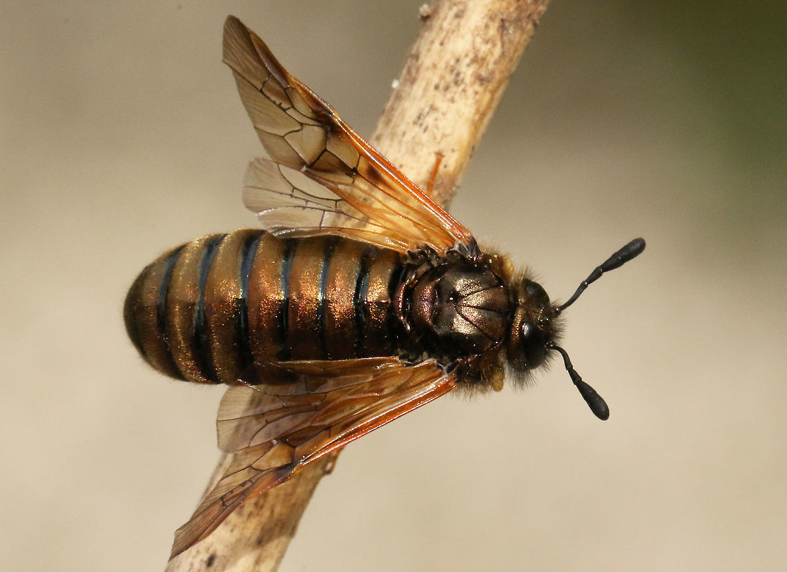 plz help me out with the name. No idea why this is called a sawfly, it is a leaf-wasp and found this beauty in my hometown Wijk bij Duurstede the Netherlands Abia lonicerae,Geotagged,Honeysuckle Sawfly,Netherlands,Spring