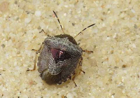 Woundwort shield bug Found this little beauty close to my backyard, in my hometown Wijk bij Duurstede the Netherlands Geotagged,Netherlands,Spring,Stagonomus venustissimus