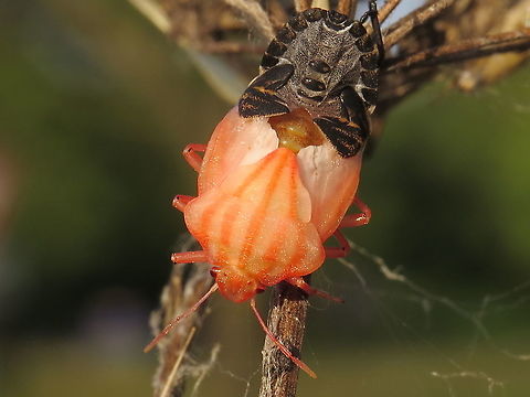 fresh emerged Minstrel bug. Found this colorful bug while doing my walk in Wijk bij Duurstede (my hometown)
the Netherlands Geotagged,Graphosoma italicum,Minstrel Bug,Netherlands,Summer