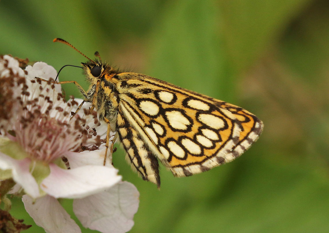 Large  chequered skipper. Found this beauty in a nature park called &#039;Groote Peel&#039; near Ospel the Netherlands Geotagged,Heteropterus morpheus,Large chequered skipper,Netherlands,Summer