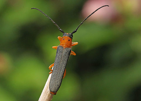 Longhorn beetle Came across this longhorn beetle in Ospel the Netherlands Geotagged,Netherlands,Oberea oculata,Summer