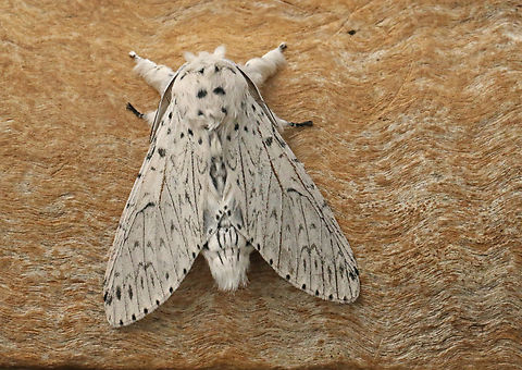 Puss-moth Puss-moth (Cerura vinula).
found this beautiful moth in a small town, called 'Hoornaar' last summer
note: Hoornaar is also the Dutch name for a wasp Cerura vinula,Geotagged,Netherlands,Puss moth,Spring