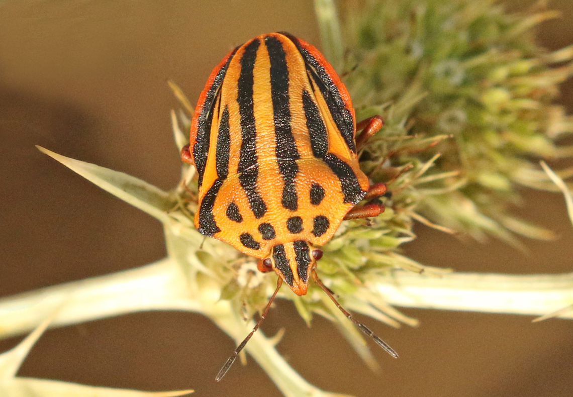 Pyjama shieldbug I&#039;ve seen this one also in the red color Geotagged,Graphosoma semipunctatum,Greece,Semipunctated Shield Bug,Summer