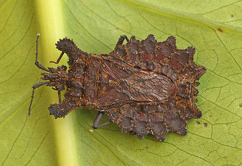 Bark-bug You can find this bug under loose bark of dead trees Dysodius lunatus,Geotagged,Summer,Suriname