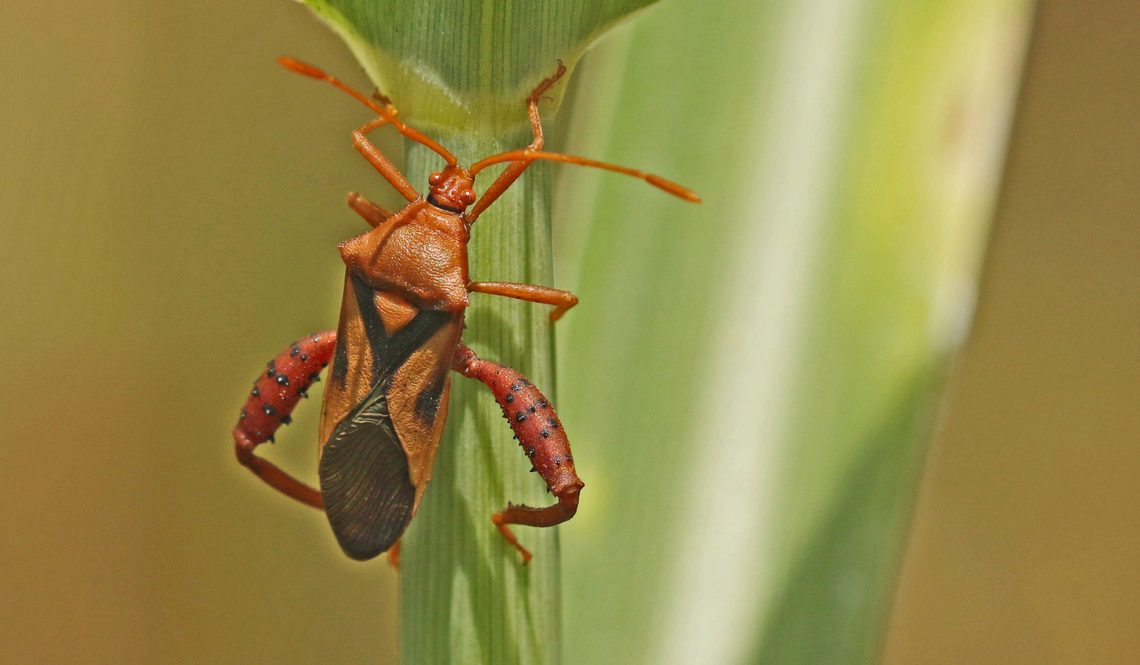 Lucky catch Trying to take a picture of a common dragonfly, who took of before I've touched the shutter, this beauty landed on the same spot. Crinocerus sanctus,Geotagged,Summer,Suriname