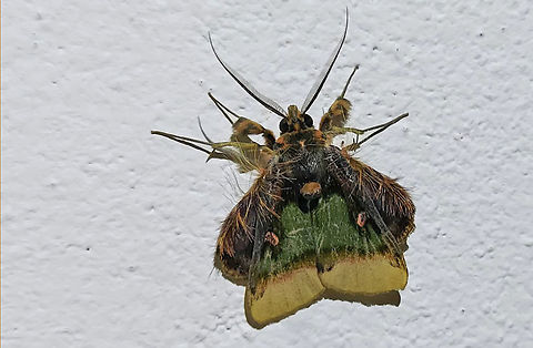 Stunning lookin' moth This gorgeous beauty came to my porch attracted by light. Ceroctena amynta,Emeraldine,Geotagged,Suriname