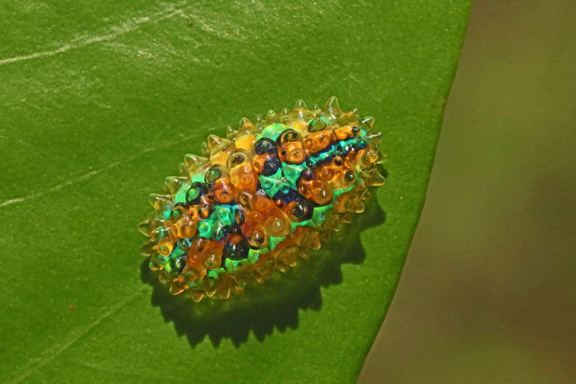 Like a broche Found this caterpillar on a leaf and wondering what could this be, it don&#039;t have legs but like a slug it uses a slimy substance. Dalcera abrasa,Geotagged,Summer,Suriname