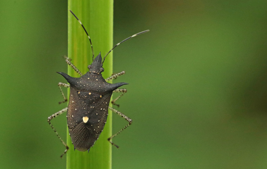 Shieldbug My first shot on my first day, dit gorgeous looking shield bug was on top of my list. Geotagged,Hemiptera,Proxys albopunctulatus,Summer,Suriname,bugs,heteroptera,pentatomidae,pentatomoidea