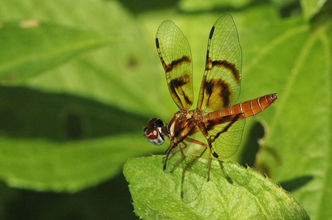 Dragonfly This little one is one of the smallest dragonflies in the World, it measures only 18-20 mm, it&#039;s a female, the males have orange wings. Fall,Fine-banded Amberwing,Geotagged,Perithemis lais,Suriname