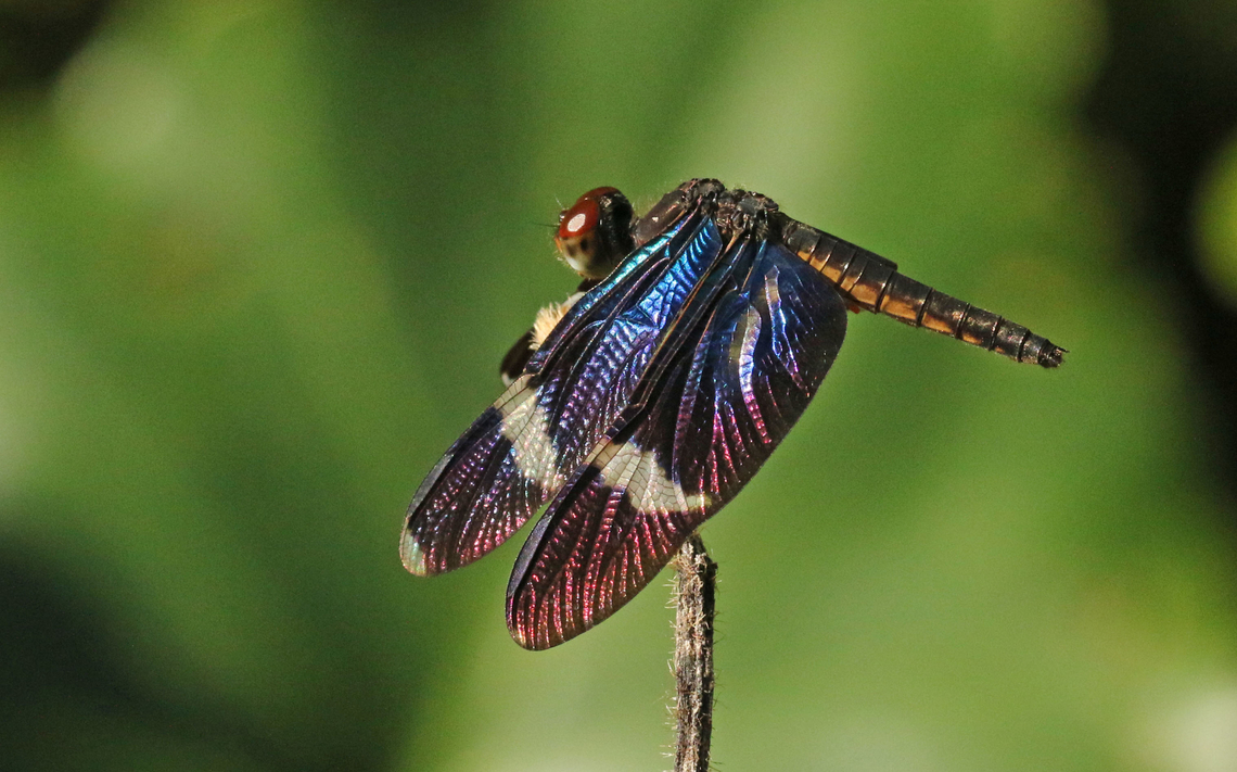 On top of my list Before I went to Suriname, I had a little list, this dragonfly was on top of my list to take a photo from, I just saw one specimen in 3 weeks time. Geotagged,Summer,Suriname,Zenithoptera fasciata