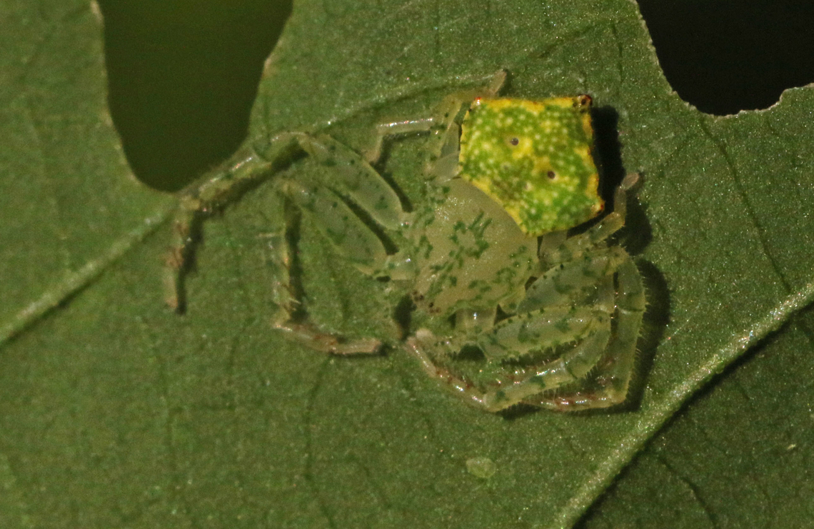 Onoculus spec. All I know, it&#039;s a member of the Onoculus family. Geotagged,Summer,Suriname