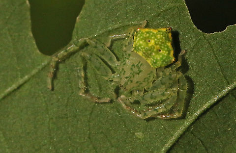Onoculus spec. All I know, it's a member of the Onoculus family. Geotagged,Summer,Suriname