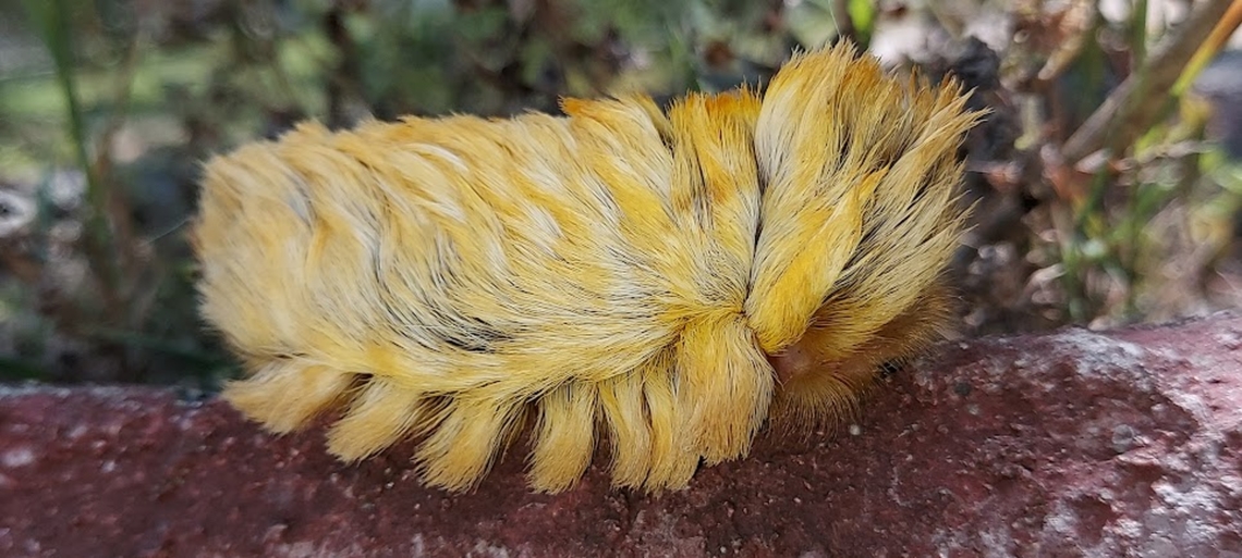 Puss caterpillar Look, but don&#039;t touch.<br />
found this beauty on a rim of a concrete drainpipe going round and round.<br />
at Kimberly vip resort distr. Para Suriname. Geotagged,Megalopyge spec.,Suriname