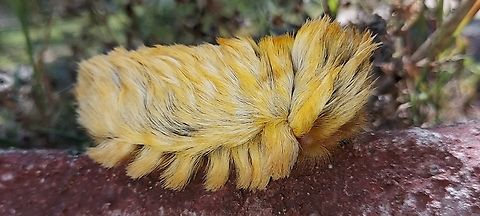 Puss caterpillar Look, but don't touch.
found this beauty on a rim of a concrete drainpipe going round and round.
at Kimberly vip resort distr. Para Suriname. Geotagged,Megalopyge spec.,Suriname