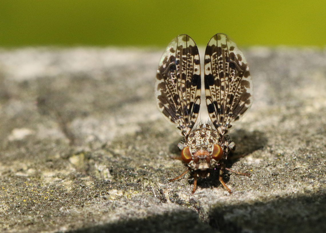Peacock fly This little fly is very rare in the Netherlands, I found him on a wooden bridge in Brunssum the Netherlands Callopistromyia annulipes,Geotagged,Netherlands,Peacock Fly,Spring
