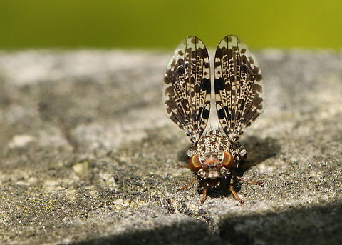 Peacock fly This little fly is very rare in the Netherlands, I found him on a wooden bridge in Brunssum the Netherlands Callopistromyia annulipes,Geotagged,Netherlands,Peacock Fly,Spring