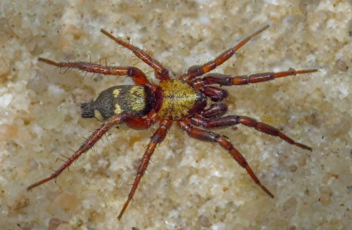 Callilepis nocturna This very rare spider lives from ants, and is as fast as a falcon, now you see him, now you don&#039;t. Callilepis noctura,Geotagged,Netherlands