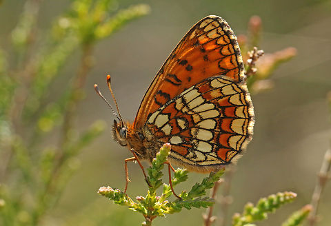 Melitaea athalia Found this beauty in the biggest park in the Netherlands , Hoge Veluwe. Geotagged,Heath Fritillary,Melitaea athalia,Netherlands,Spring