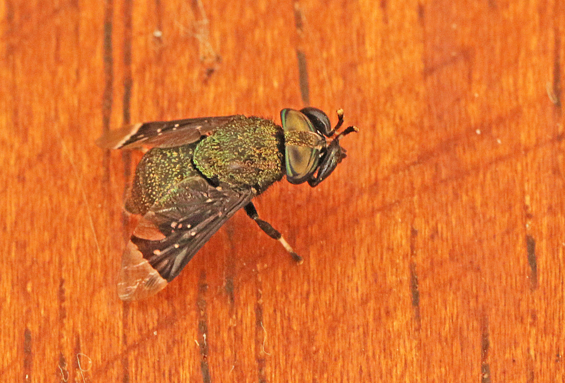 Lepiselaga crassipes This is one of the most annoying flies on the planet, they appear around 18.00 hours, and stay the whole night until dawn. there sting or bite is very painful  Geotagged,Lepiselaga crassipes,Summer,Suriname