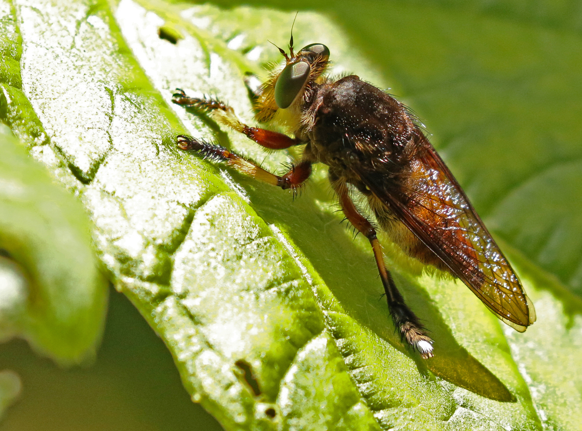 Unknown robber fly Took a shot at this robber-fly at Nieuwzorg district Commewijne Suriname on 19-9-2019 . Geotagged,Spring,Suriname