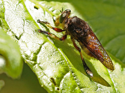 Unknown robber fly Took a shot at this robber-fly at Nieuwzorg district Commewijne Suriname on 19-9-2019 . Geotagged,Spring,Suriname
