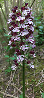 Orchis purpurea Found only two of these beauties up a hill somewhere in Limburg the Netherlands Geotagged,Lady orchid,Netherlands,Orchis purpurea