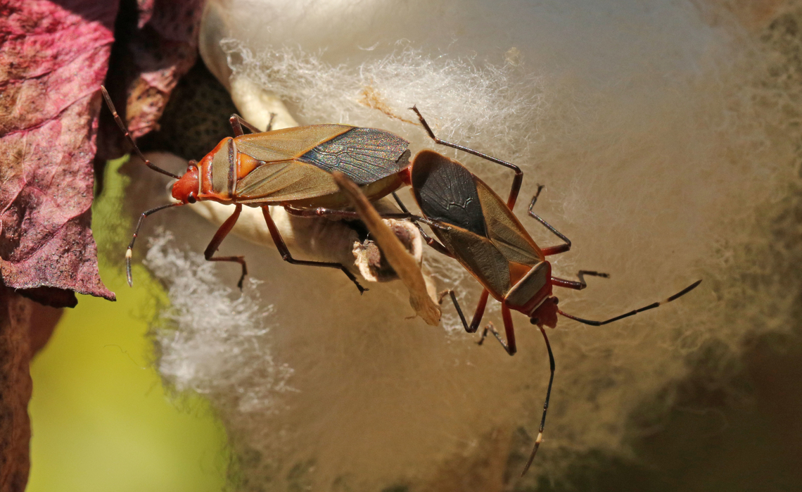 Bug on a cottonplant Found this couple of bugs on a cotton plant in Suriname last September  Common Cotton Stainer Bug,Dysdercus suturellus,Fall,Geotagged,Suriname