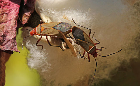 Bug on a cottonplant Found this couple of bugs on a cotton plant in Suriname last September  Common Cotton Stainer Bug,Dysdercus suturellus,Fall,Geotagged,Suriname