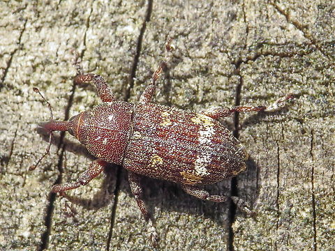 Pissodes castaneus After the 'large' and the 'slender' I found de small one of this family, have no idea what the English name would be. Geotagged,Lesser Banded Pine Weevil,Netherlands,Pissodes castaneus,Summer