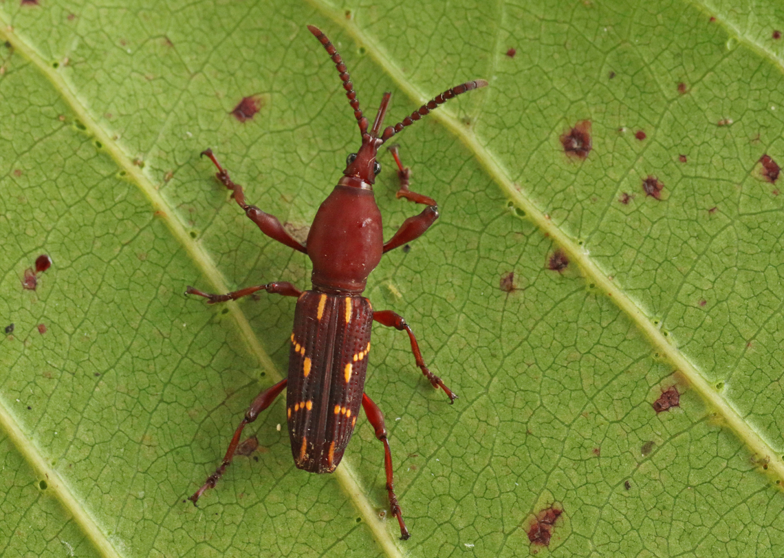 Exceptional weevil Spotted this gorgeous weevil in the jungle In Suriname Estenorhinus dispar,Geotagged,Summer,Suriname