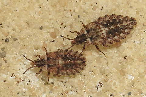 Aradus betulae Male and female of this typical member of this fungus bug, they hide behind bark of dead trees. these two little ones are the nimfs of the adult I've posted before. Aradus betulae,Geotagged,Netherlands,Summer