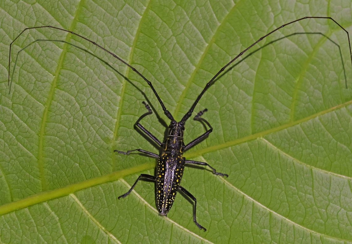 Unknown longhorn beetle - Taeniotes sp. This beauty came to the light for me to take a photo, name unknown.<br />
size of the body, about 35 mm Geotagged,Suriname,Taeniotes
