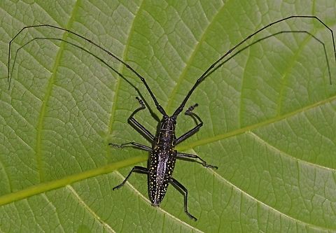 Unknown longhorn beetle - Taeniotes sp. This beauty came to the light for me to take a photo, name unknown.
size of the body, about 35 mm Geotagged,Suriname,Taeniotes