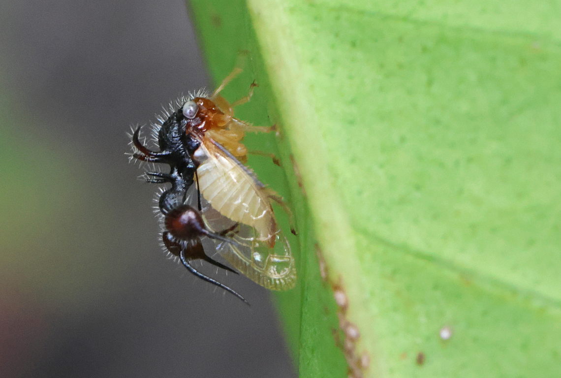 Ant-mimic treehopper Found this little on on an unknown plant in district Commewijne Suriname Ant-Mimicking Treehopper,Cyphonia clavata,Fall,Geotagged,Suriname