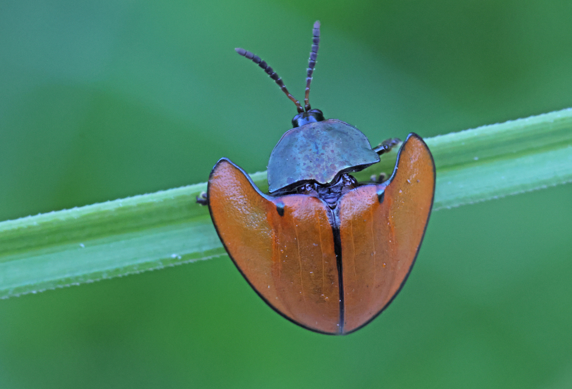 turtois-beetle Possible a new specimen for Suriname I&#039;ve been told, I found this beauty on a dead-end road in distr. Commewijne Suriname. Fall,Geotagged,Suriname