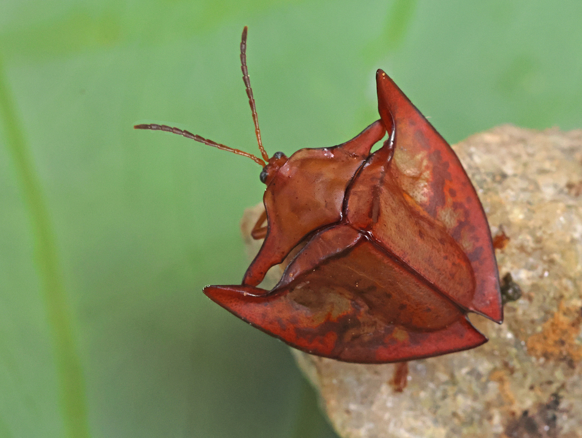 one of a kind. This is a male, according to his enlarged elytra, happy to found this fella, I almost took a dive in a filty ditch trying to take a shot of him. Acromis spinifex,Fall,Geotagged,Suriname