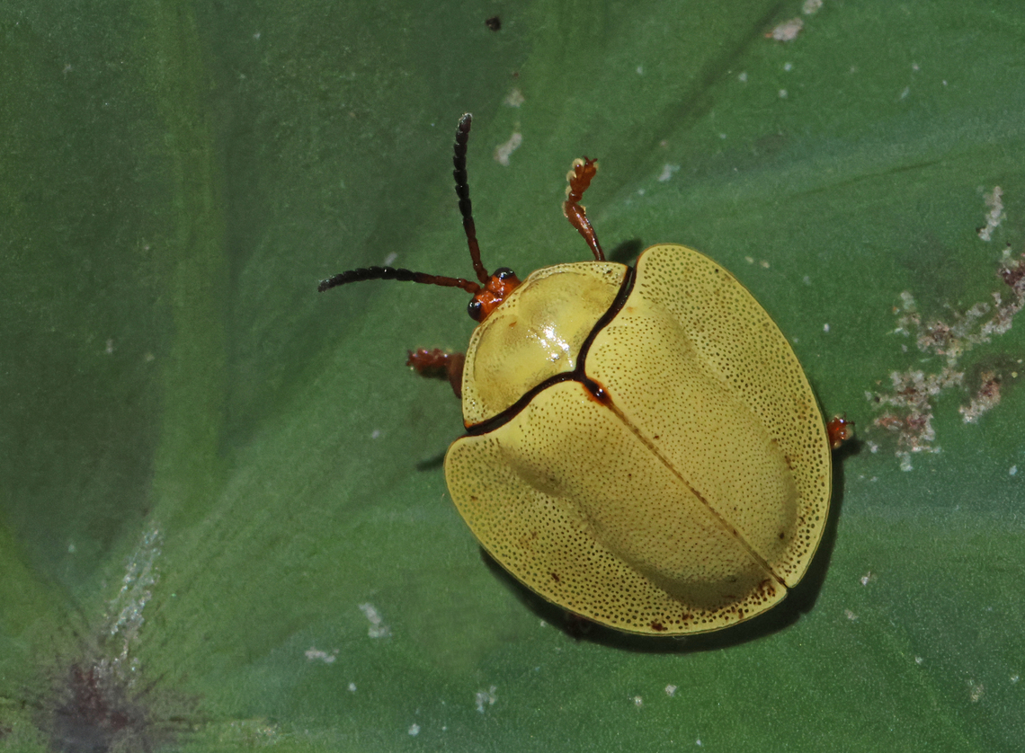 Turtois-beetle 2 Found this gorgeous looking beetle in distr. Commewijne Suriname, second one of that day. me happy, the other one was severely damaged. Fall,Geotagged,Paraselenis solieri,Suriname