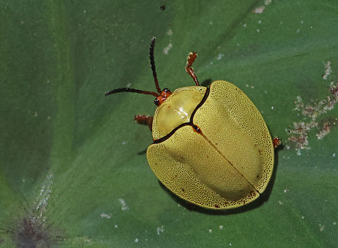 Turtois-beetle 2 Found this gorgeous looking beetle in distr. Commewijne Suriname, second one of that day. me happy, the other one was severely damaged. Fall,Geotagged,Paraselenis solieri,Suriname
