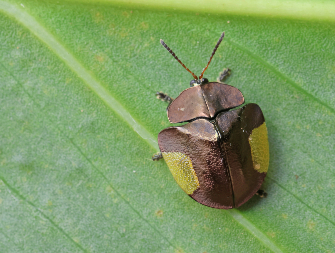 Cyrtonota_lateralis Just like the other tortoise beetles I found only one specimen who was willing to pose for me.<br />
distr. Commewijne Suriname. Cyrtonota lateralis,Fall,Geotagged,Suriname