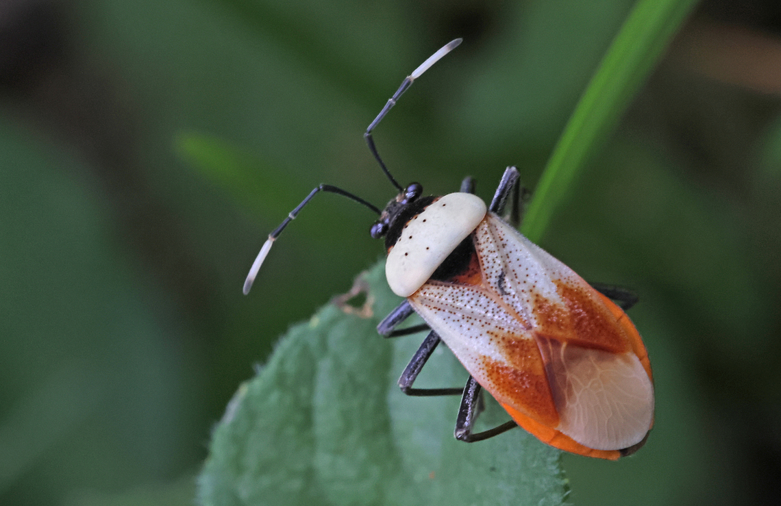 Largus lineola, Suriname Found this gorgeous true bug along the road in district Commewijne Suriname, got the genus name though , Largus spp. need some help with the scientific name. p.s. Possible Largus trochanters ??? Fall,Geotagged,Largus lineola,Suriname