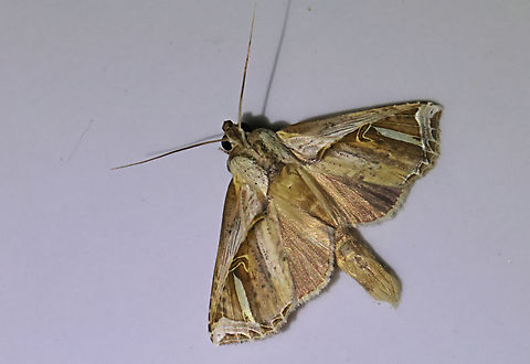 Calledema plusia This gorgeous moth came into the light at my address in distr. Commewijne Suriname. Calledema plusia,Fall,Geotagged,Suriname