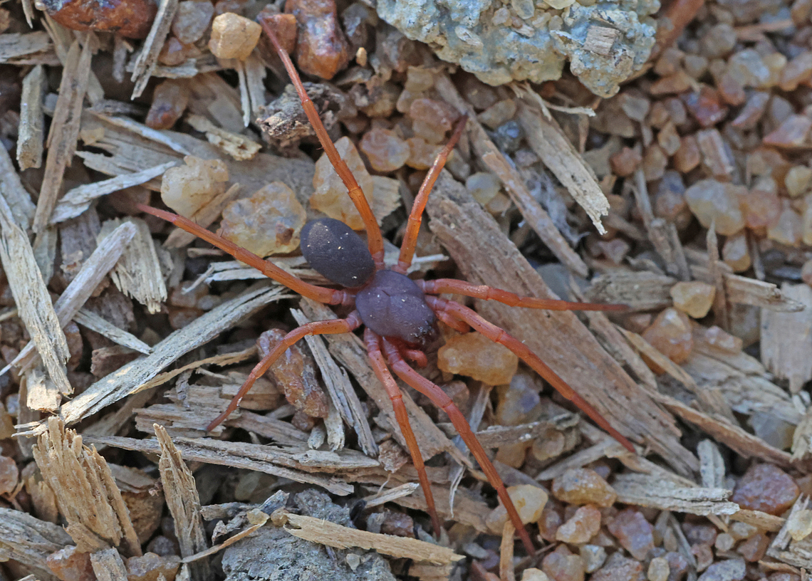 unknown spider. This unknown spider has given two names, I think they are look-a-likes, but not the real deal.<br />
names are, Creugas sp. and Trachelopachys sp. Fall,Geotagged,Suriname