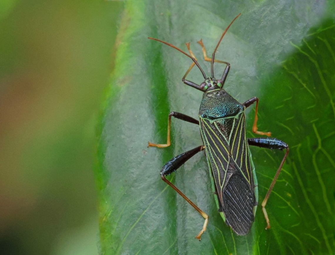 Nematopus sp. Found this gorgeous beauty close to my vacation address in Commewijne Suriname Geotagged,Suriname
