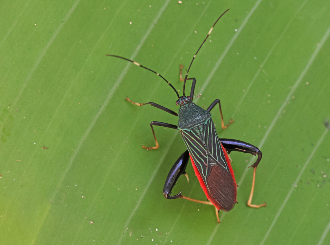 Nematopus indus Came across this colorful bug at Natureparc Peperpot distr. Commewijne Suriname Fall,Geotagged,Nematopus indus,Suriname