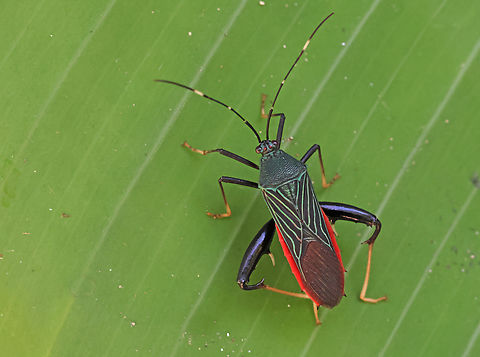 Nematopus indus Came across this colorful bug at Natureparc Peperpot distr. Commewijne Suriname Fall,Geotagged,Nematopus indus,Suriname