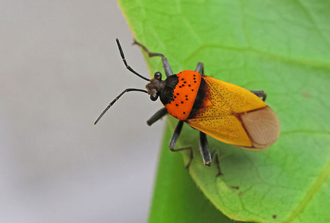 Largus trochanterus Not as common as it seems, just on specimen in 9 1/2 weeks,  Fall,Geotagged,Largus trochanterus,Suriname