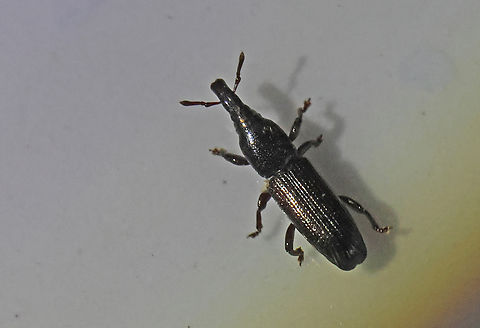 Unknown weevil Found this little weevil at night, came into the light from the outside lamp, its size is about 12-14 mm Fall,Geotagged,Suriname